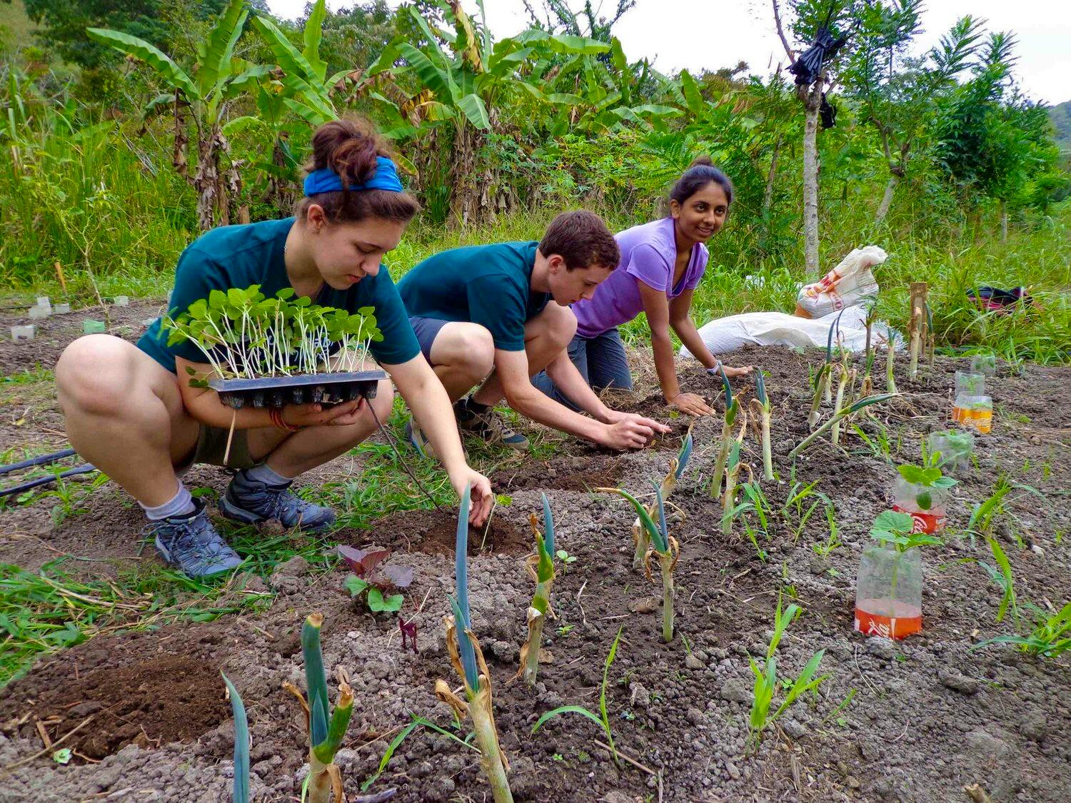 Sustainable agriculture volunteering
